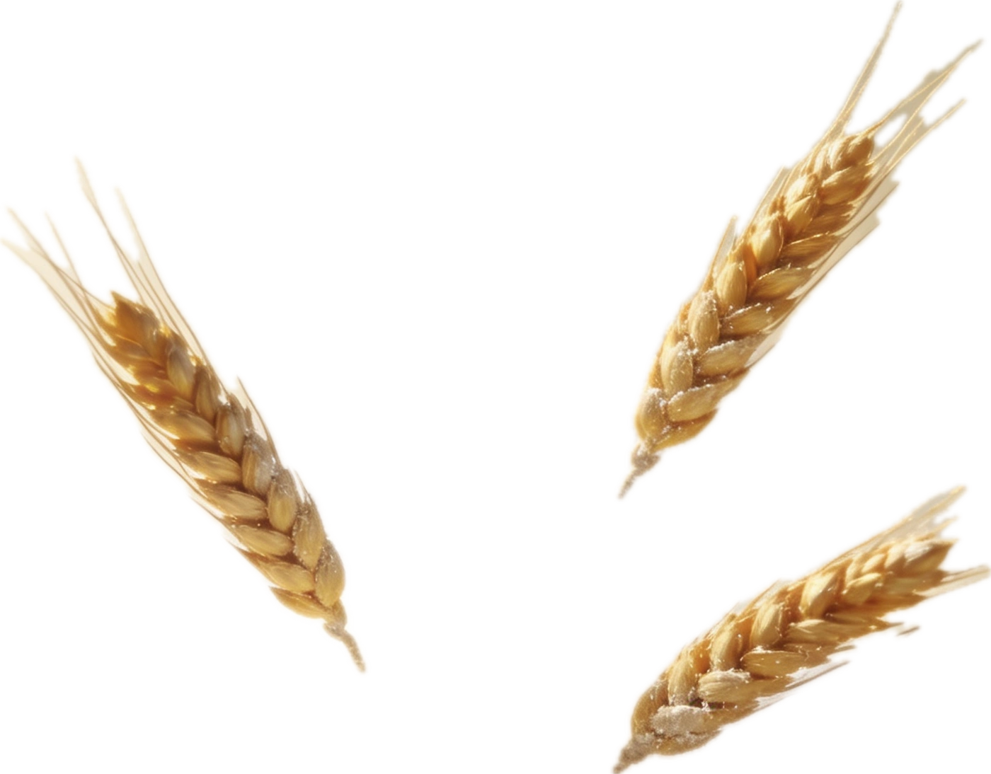 Wheat